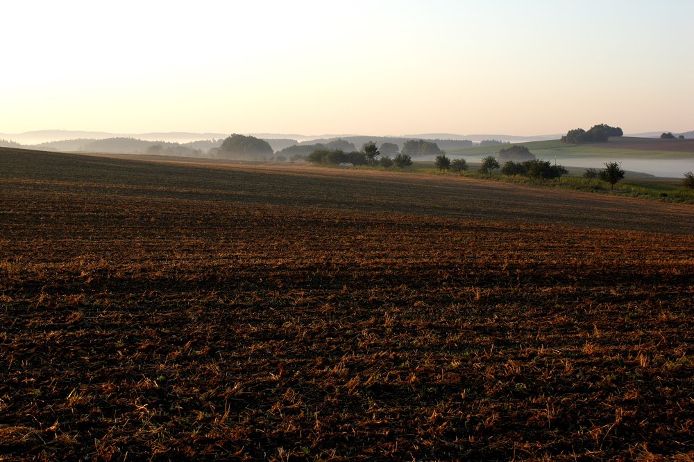 Rano na poli