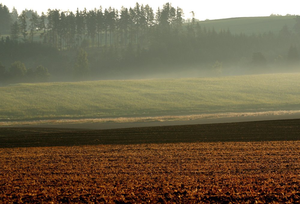 Kuuřice