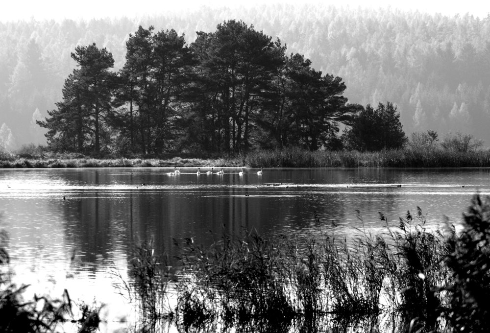 Novodvorský rybník
