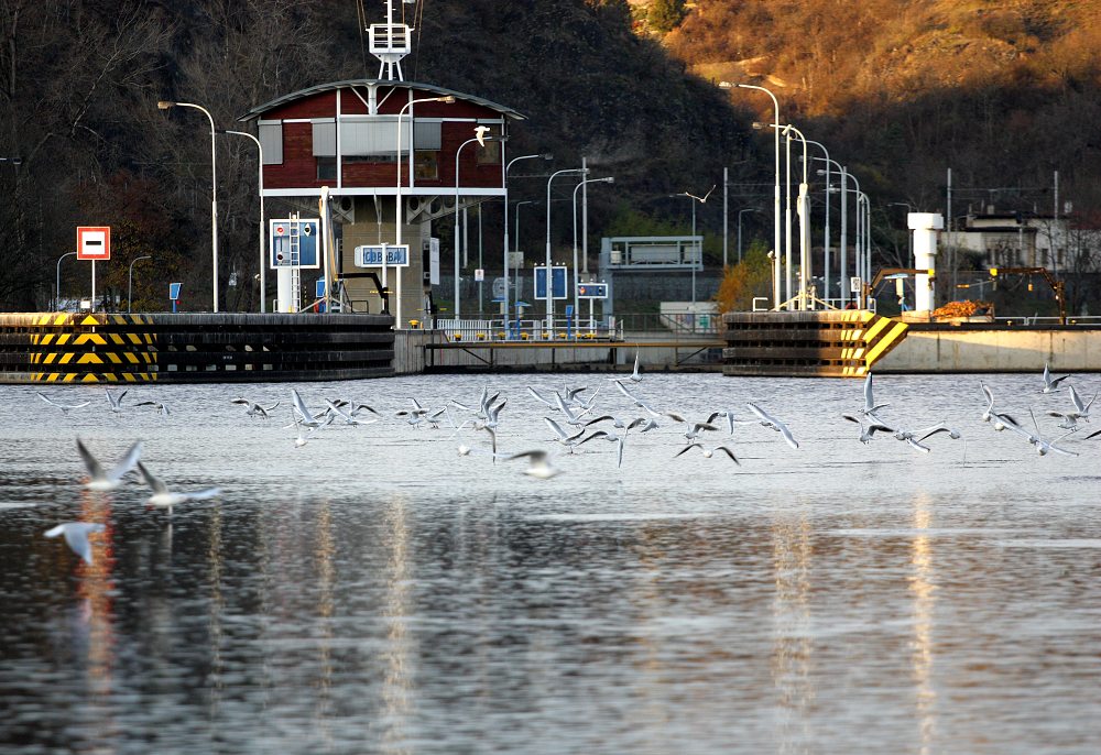 Vltava s racky