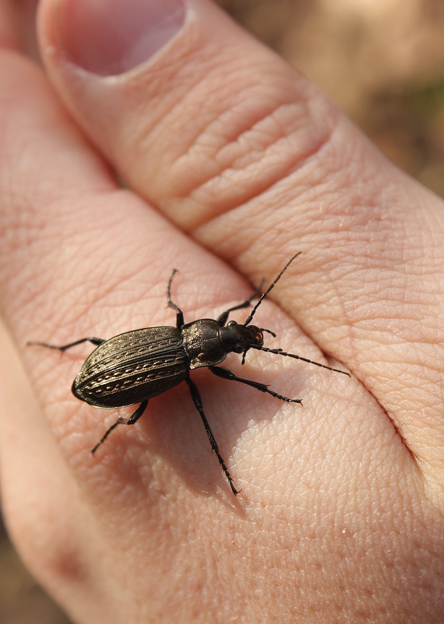 Carabus granulatus – střevlík zrnitý